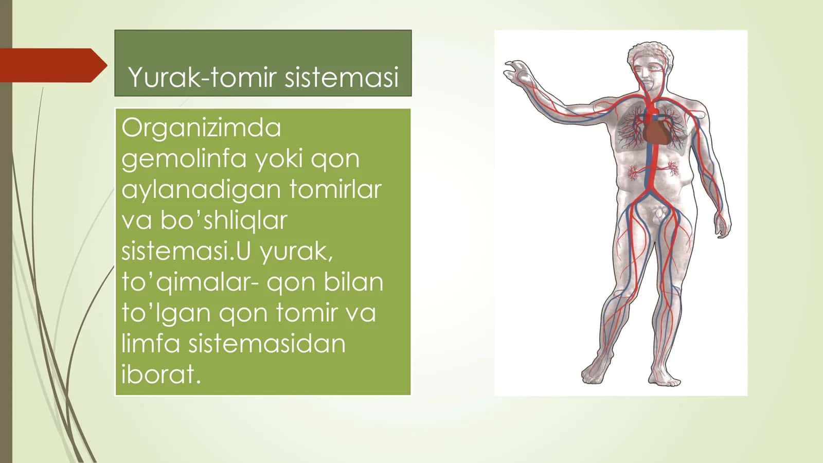 Yurak qon tomir tizimi 3