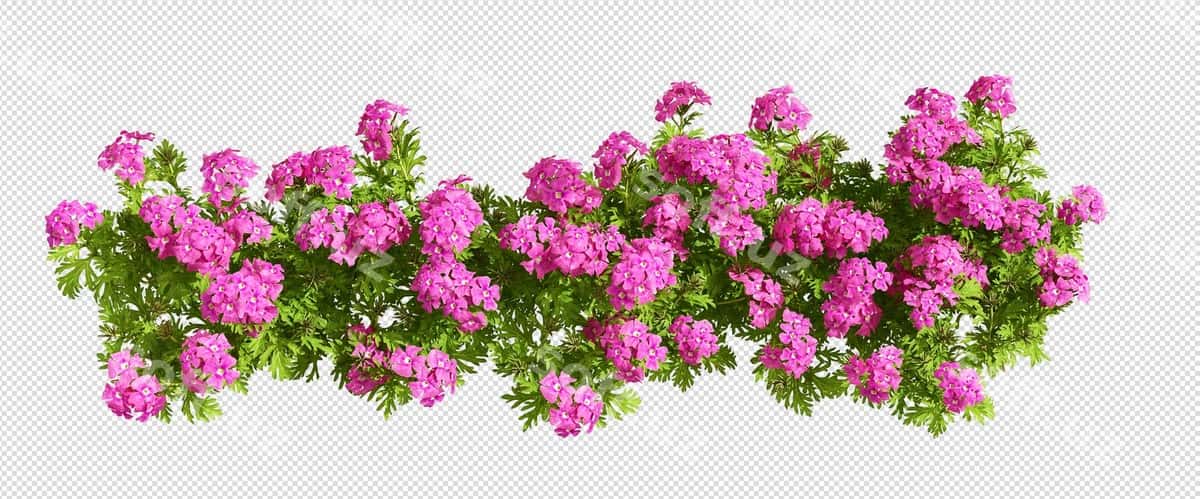 Pushti gullar kulrang orqa fonda | Pink flowers gray background 1