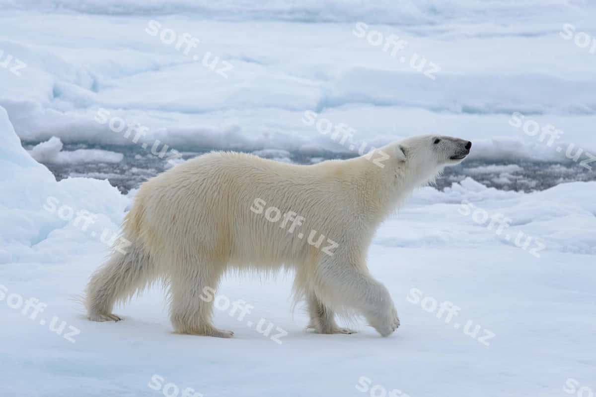 Qutb ayi buz | Polar bear ice 1
