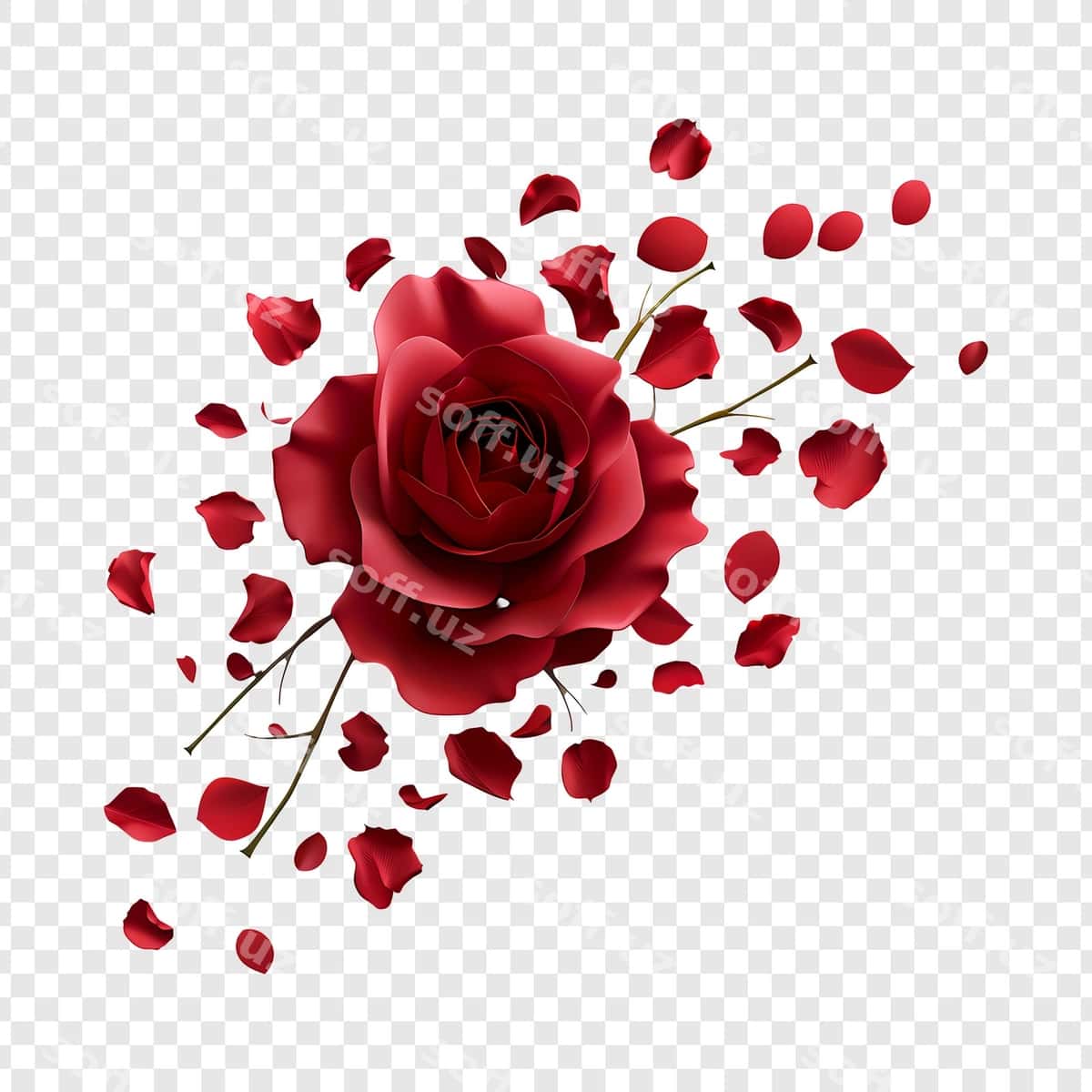 Qizil gul, olinadigan baxmalar bilan | Red rose with falling petals 1