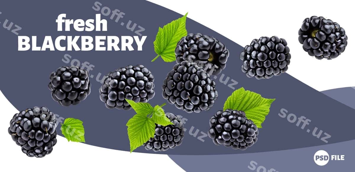 O'lg'a buzmachi banner | Ripe blackberry banner 1