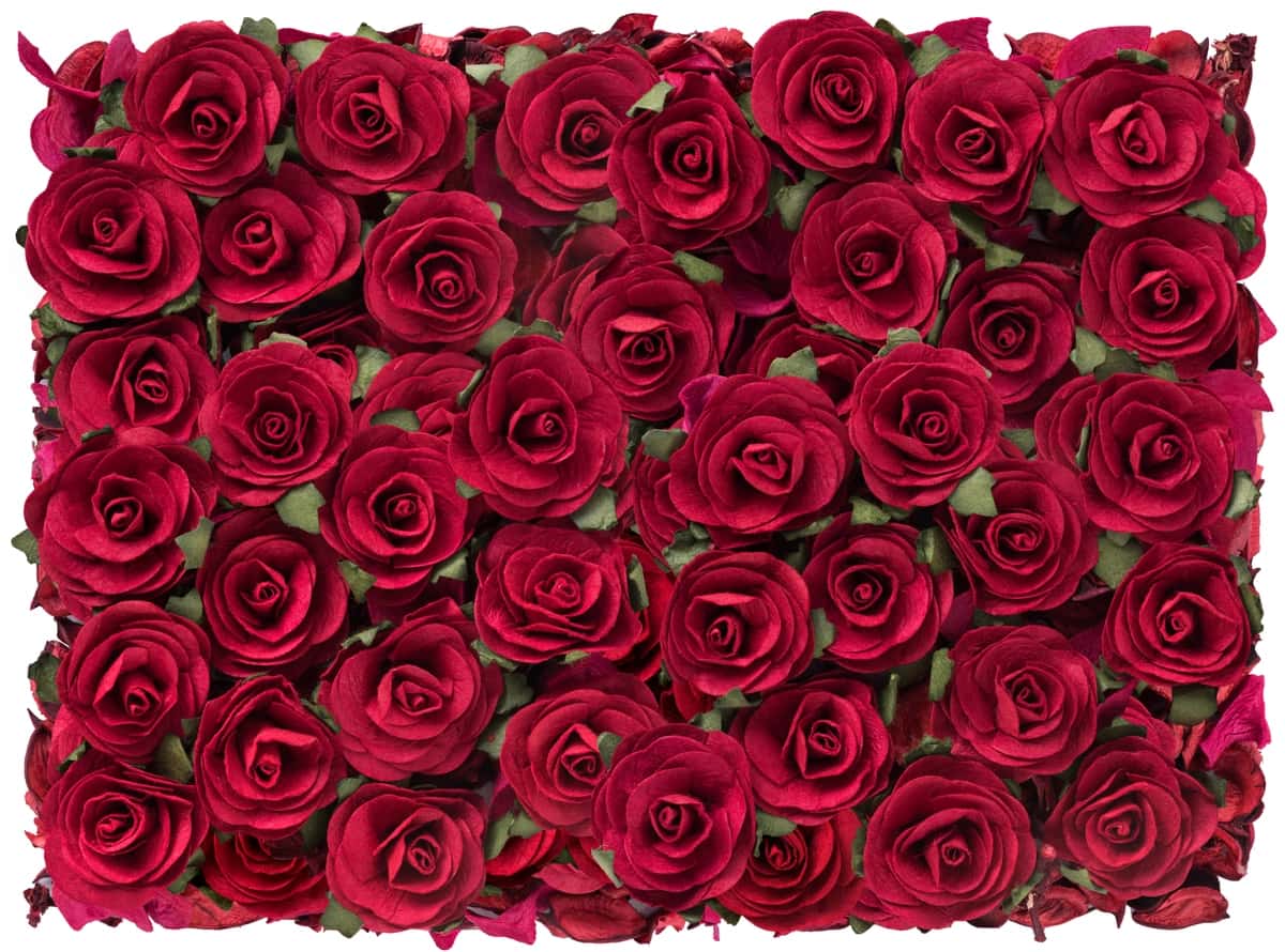 Qizil rangli go'zal fon Sevishganlar kuni | Rose red beautiful background valentines day 1