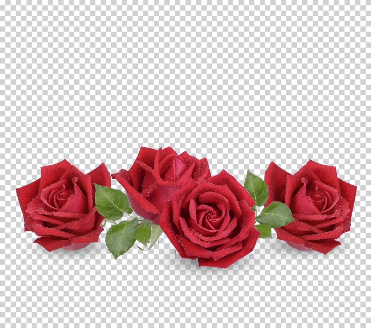 Izolyatsiya qilingan premium psdxa suv tomchilari bilan qizil atirgul | Red rose with water drops isolated premium psdxa 1
