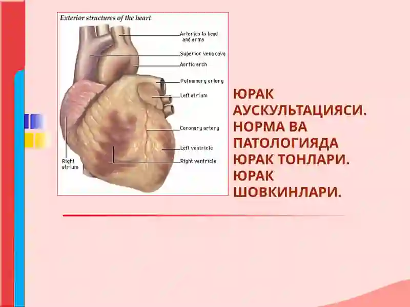 ЮРАК АУСКУЛЬТАЦИЯСИ