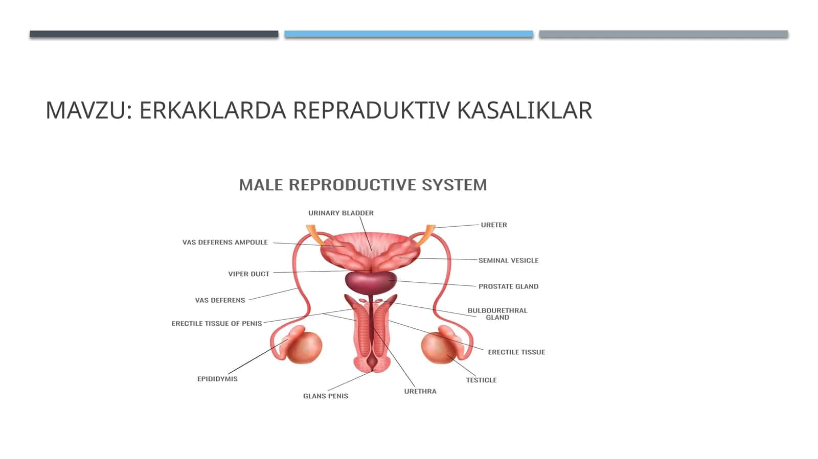 Erkaklarda repraduktiv kasaliklar 1