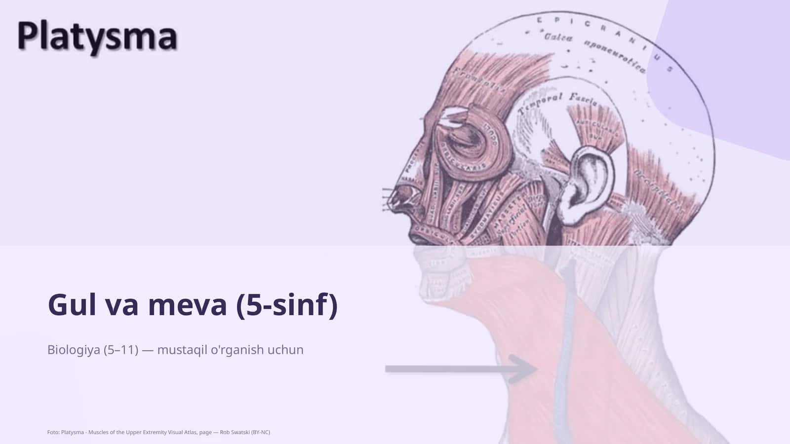 Gul va meva (5-sinf) 3