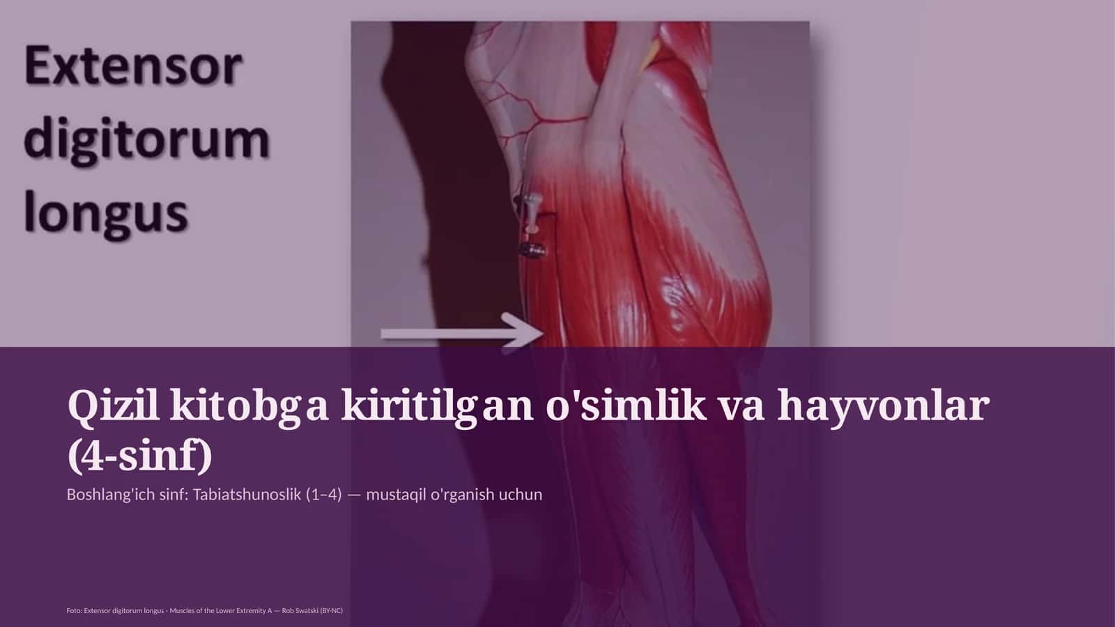 Qizil kitobga kiritilgan o'simlik va hayvonlar (4-sinf) 1