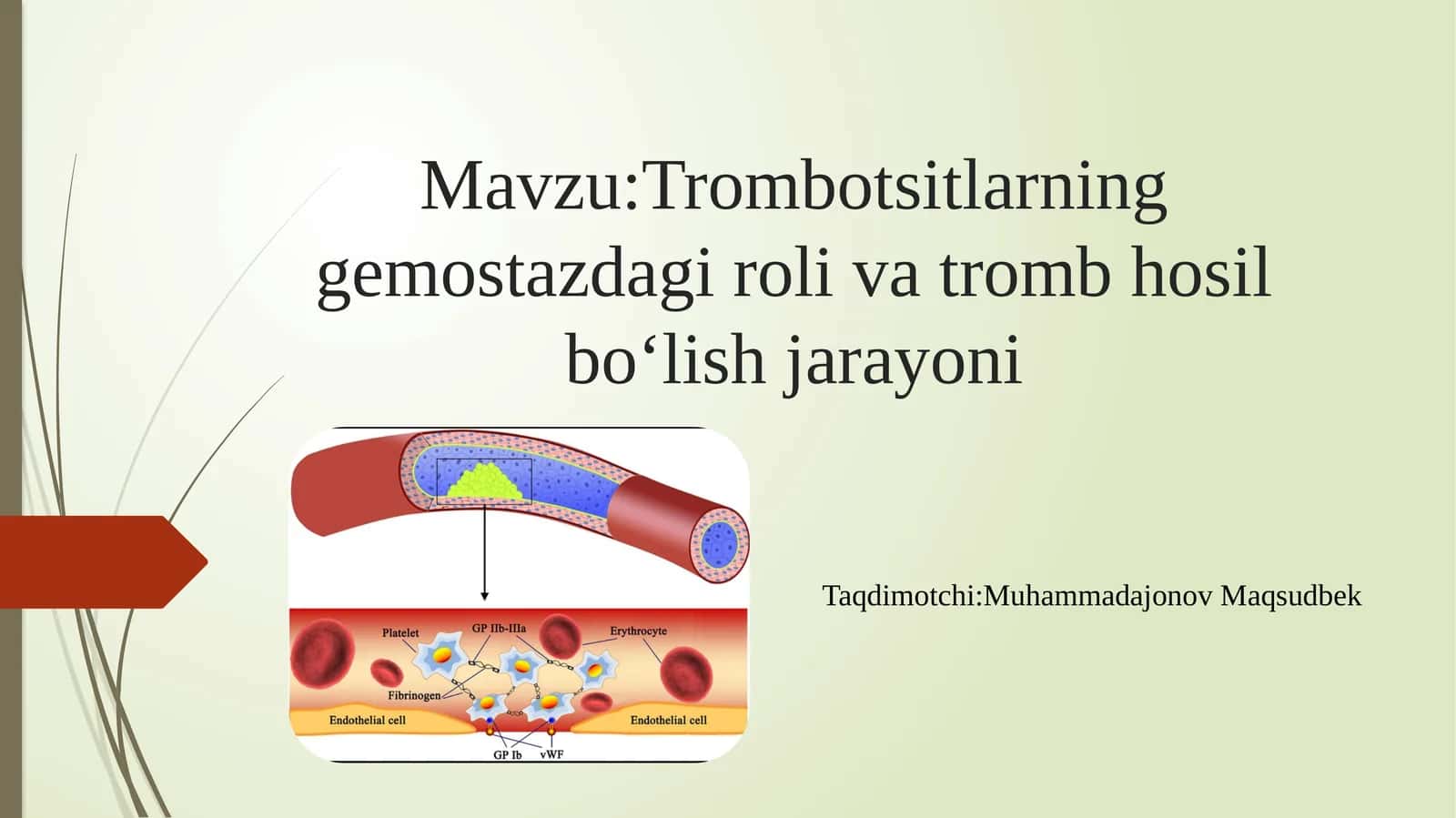 Trombotsitlarning gemostazdagi rolivatrombhosil bo‘lish jarayoni 1