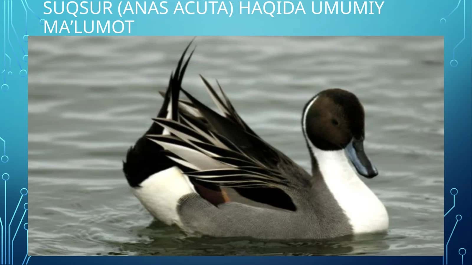 Suqsur (Anas acuta) haqida umumiy maʼlumot 1