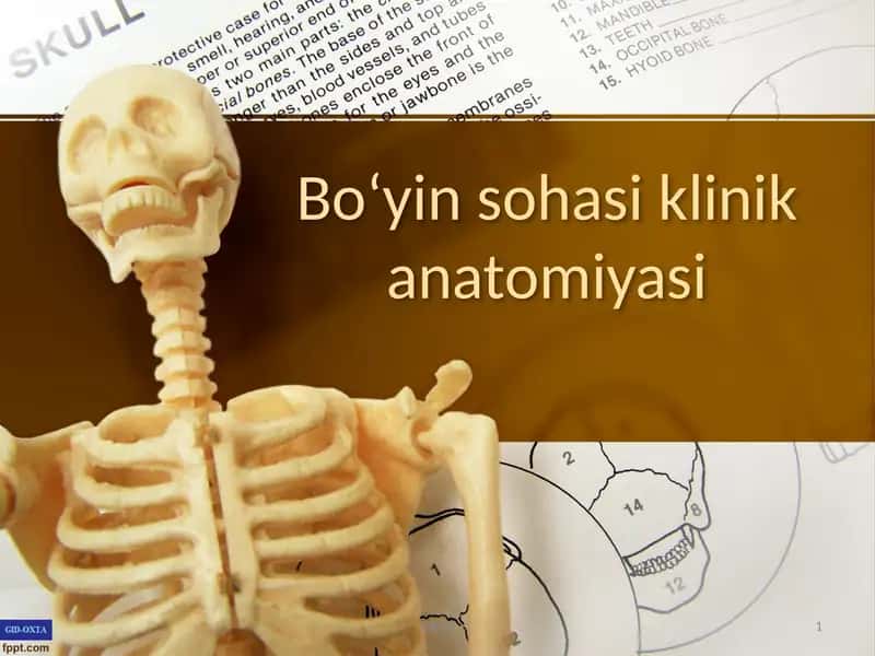 Boʻyin sohasi klinik anatomiyasi 1