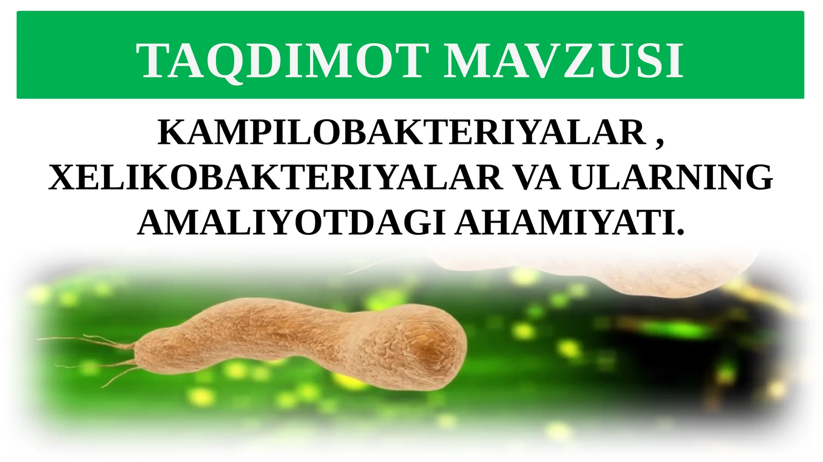 KAMPILOBAKTERIYALAR, XELIKOBAKTERIYALAR VA ULARNING AMALIYOTDAGI AHAMIYATI 1