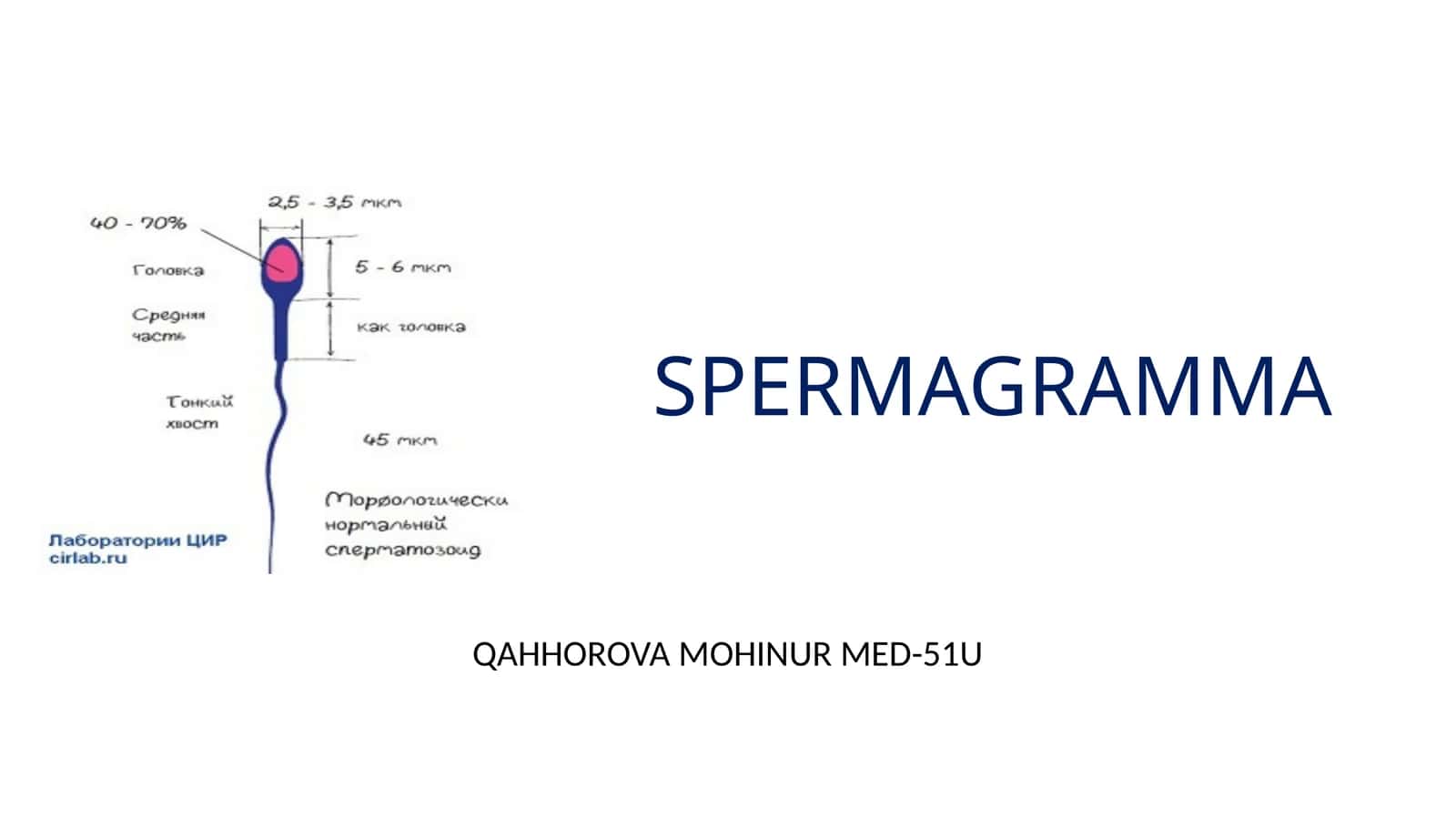 SPERMAGRAMMA 1