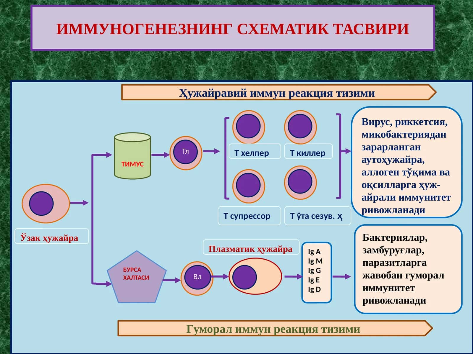 IMMUNITET ИММУНОГЕНЕЗНИНГ СХЕМАТИК ТАСВИРИ 1