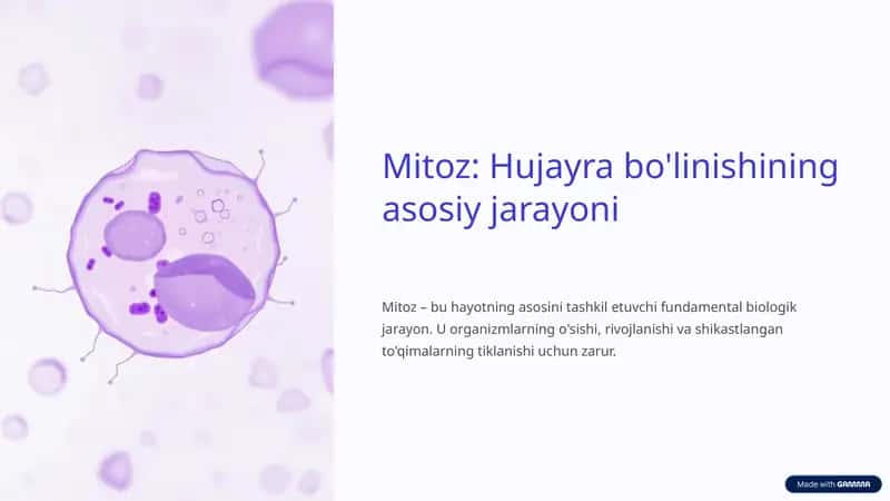 Mitozning ahamiyati 1
