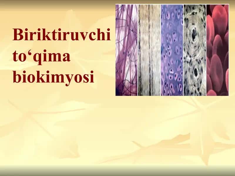 Biokimyo fanidan Biriktiruvchi toʻqima biokimyosi mavzusida prezentatsiya toʻliq 1