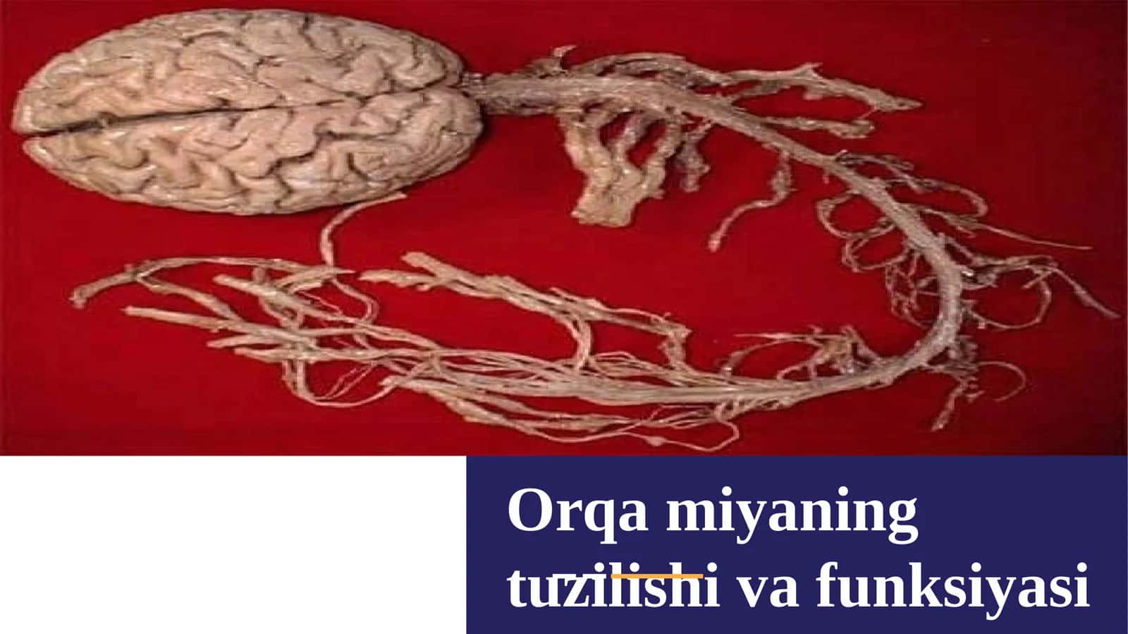 Orqamiyaning tuzilishi va funksiyasi 1