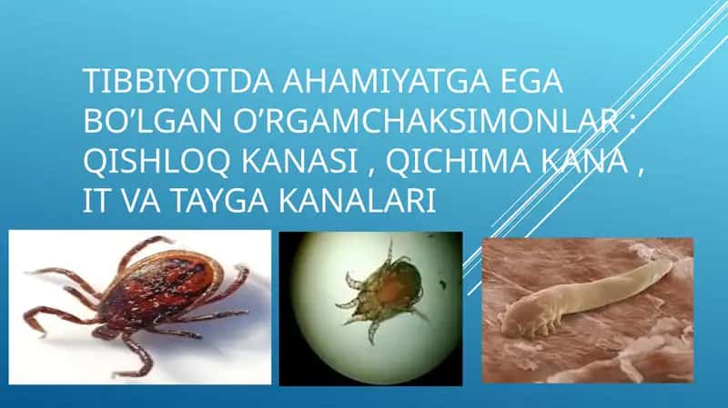 Tibbiyotda ahamiyatga ega bo’lgan o‘rgimchaksimonlar: qishloq KANASI , QICHIMA KANA , IT VA TAYGA KANALARI 1