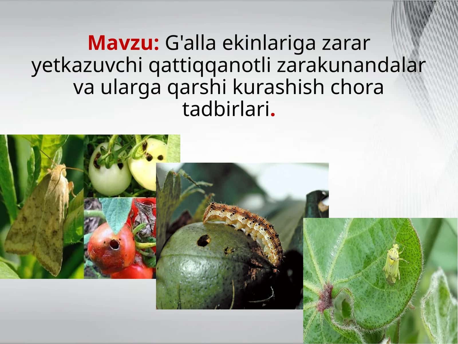 G'alla ekinlariga zarar yetkazuvchi qattiqqanotli zarakunandalar va ularga qarshi kurashish chora tadbirlari 1