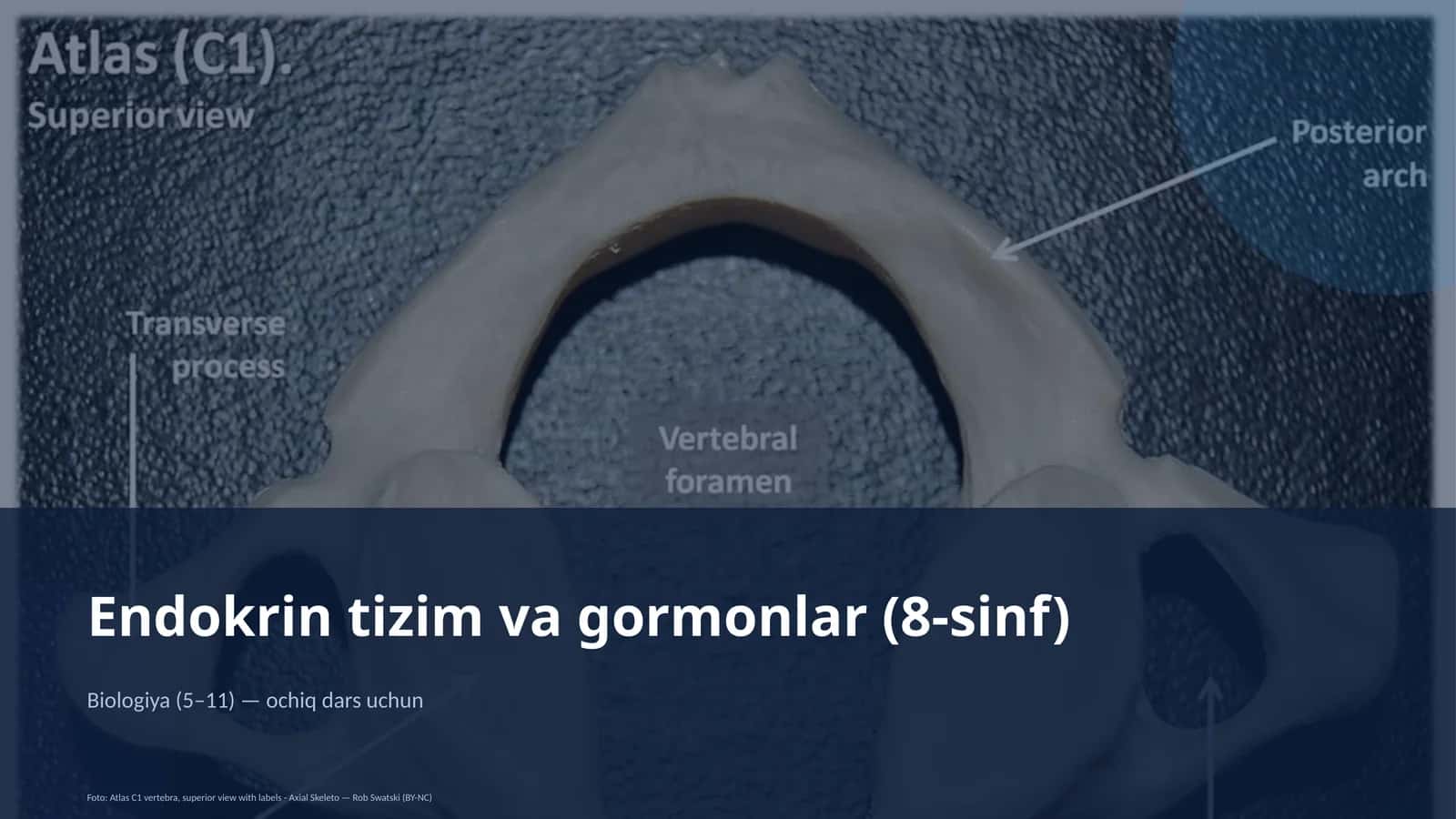 Endokrin tizim va gormonlar (8-sinf) 1