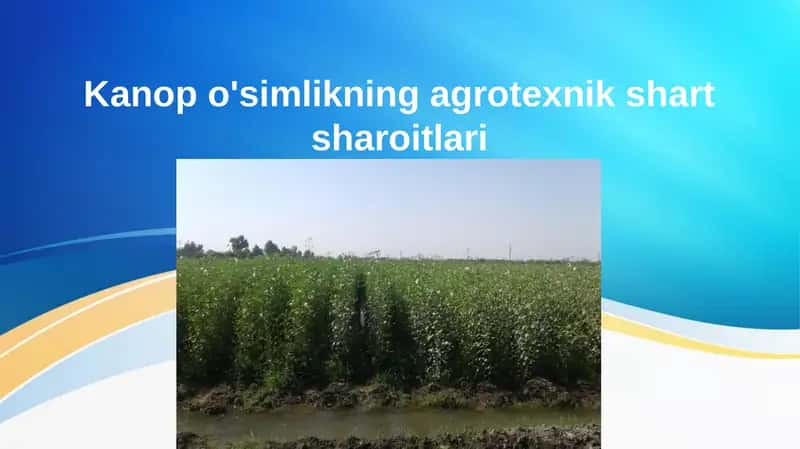 Kanop o'simlikning agrotexnik shart sharoitlari 1
