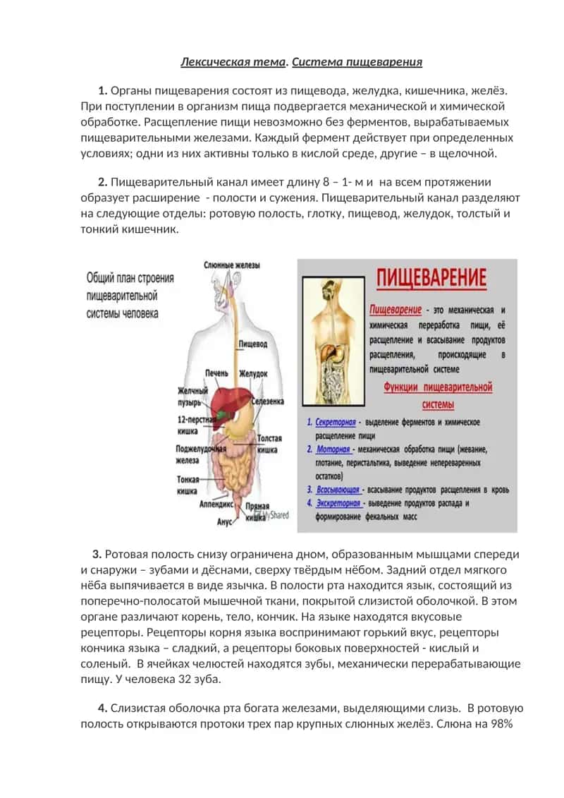 Система пищеварения 1