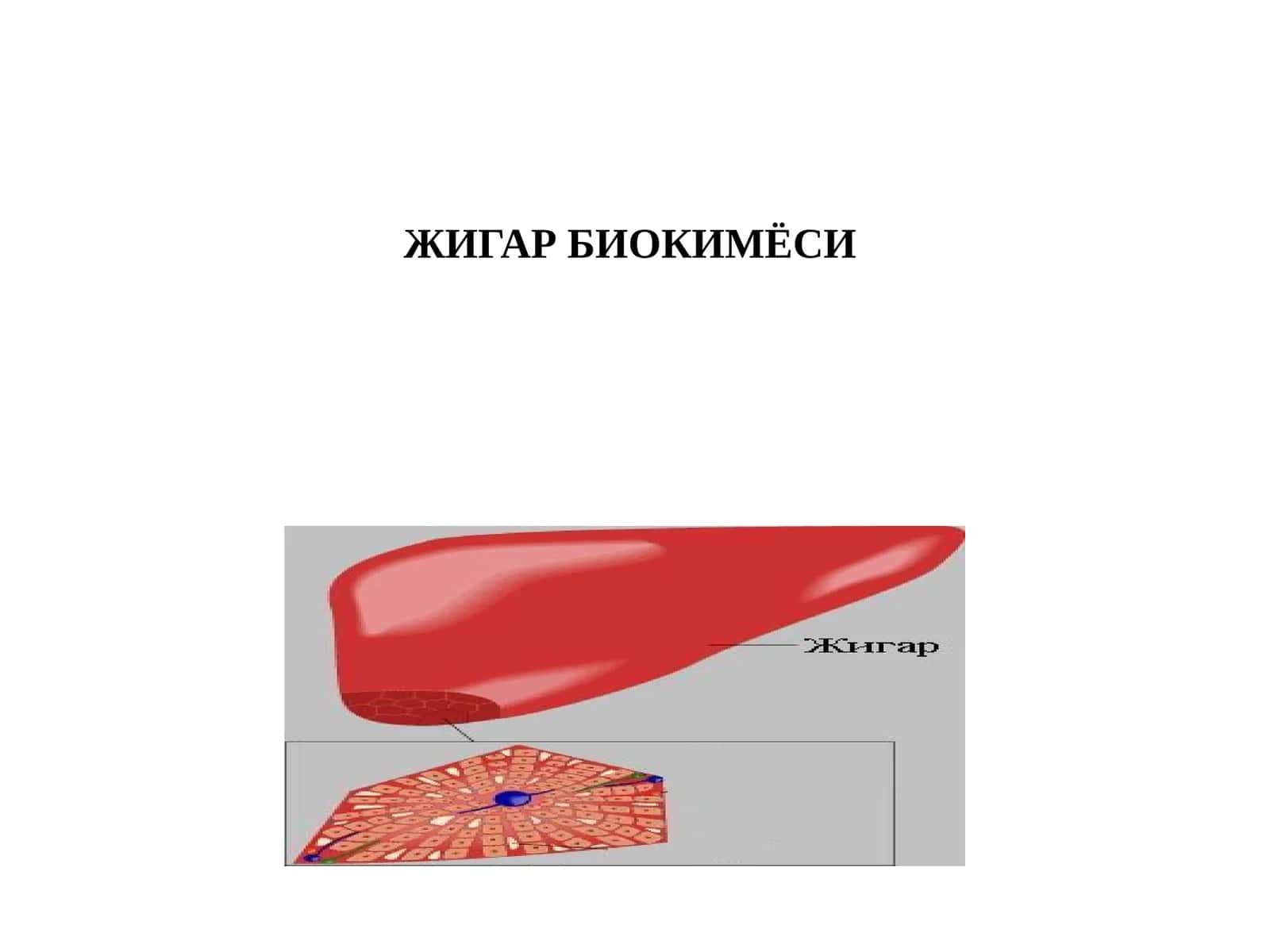 Жигар биохимияси 1