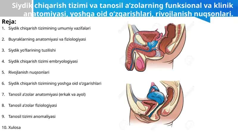 Siydik chiqarish tizimi va tanosil a’zolarning funksional va klinik anatomiyasi, yoshga oid o‘zgarishlari, rivojlanish nuqsonlari. 1