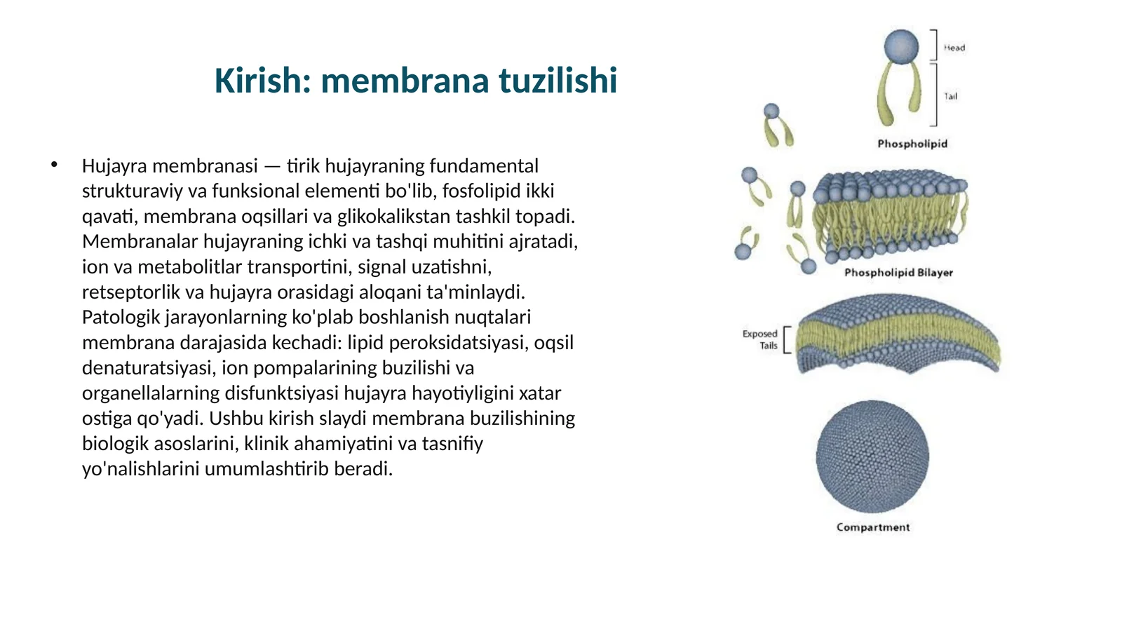 Hujayra membranasi 1