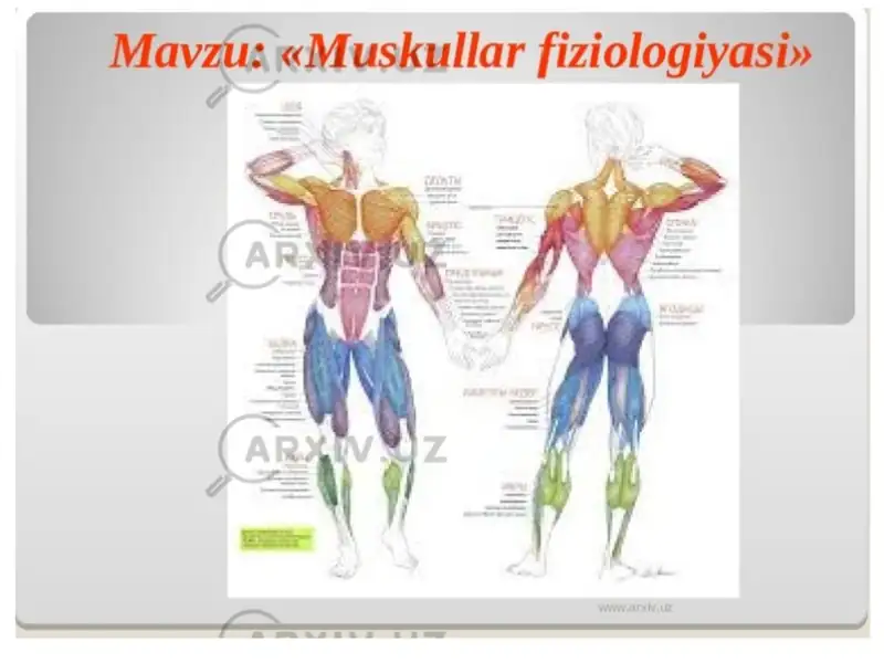 Muskul tuzilishlari 1