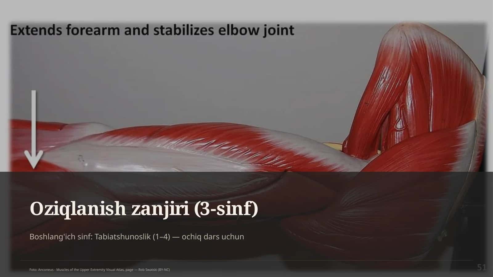 Oziqlanish zanjiri (3-sinf) 1