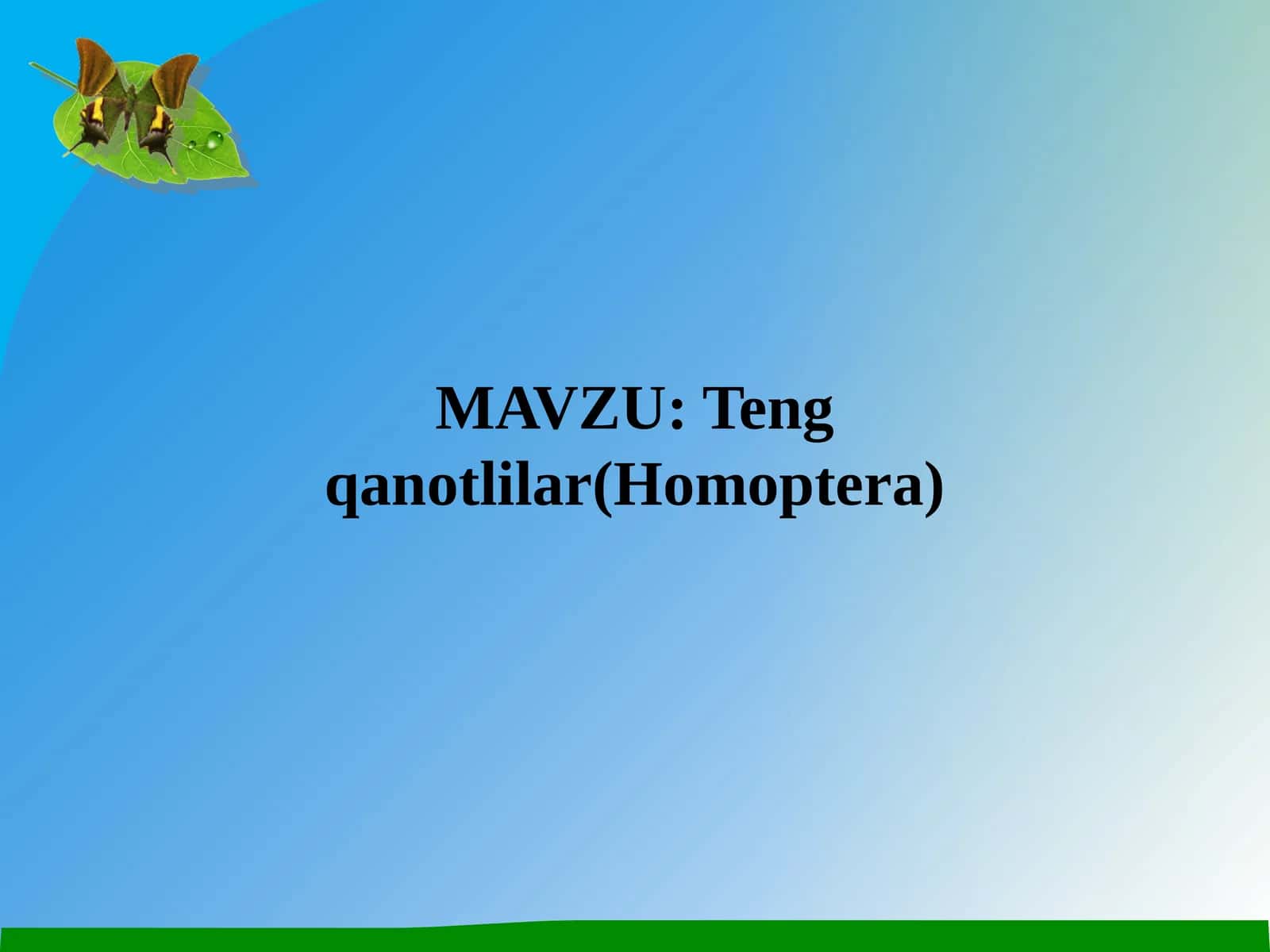 Teng qanotlilar(Homoptera) 1
