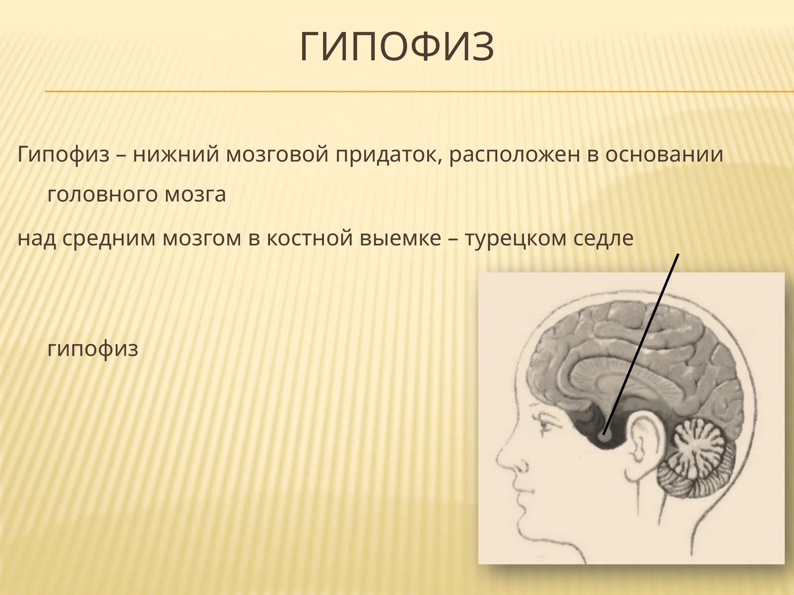 Гипофиз 1