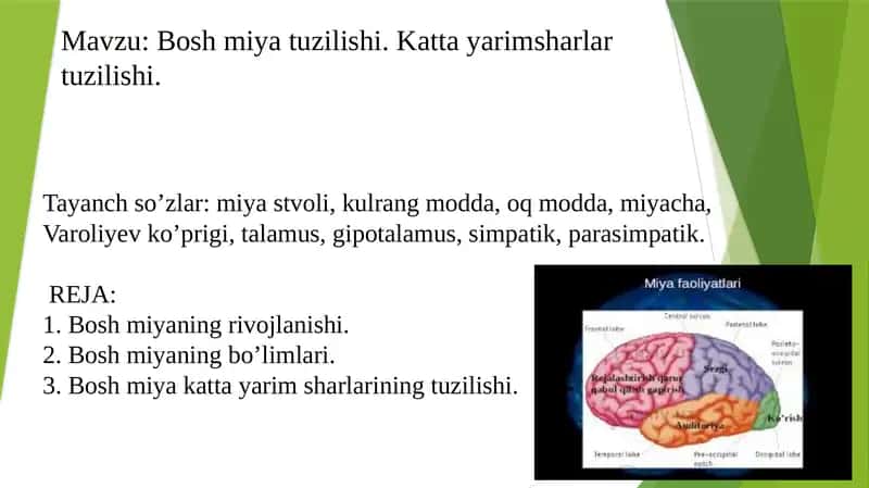 Bosh miya tuzilishi. Katta yarimsharlar tuzilishi. 1