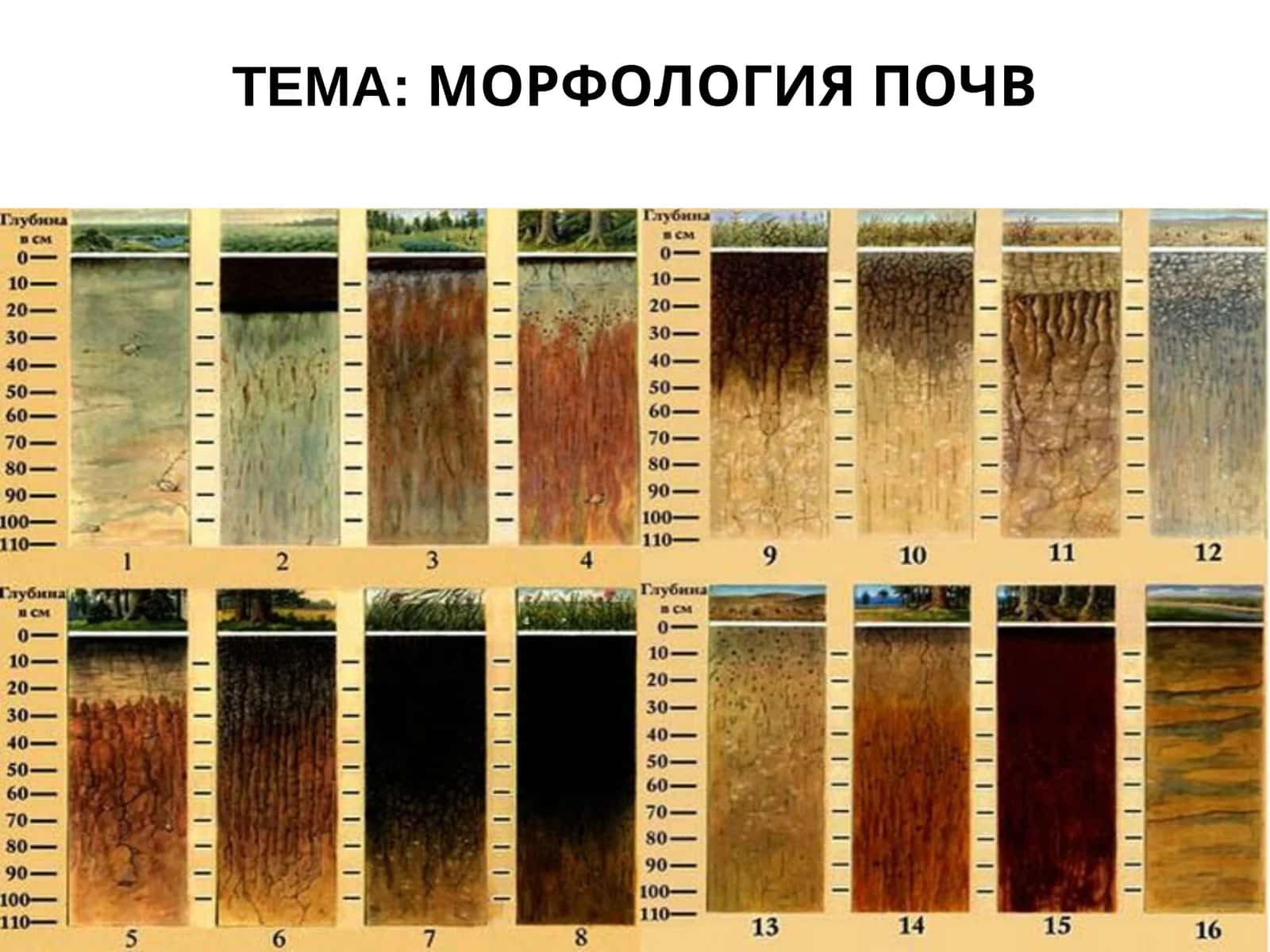 МОРФОЛОГИЯ ПОЧВ 1