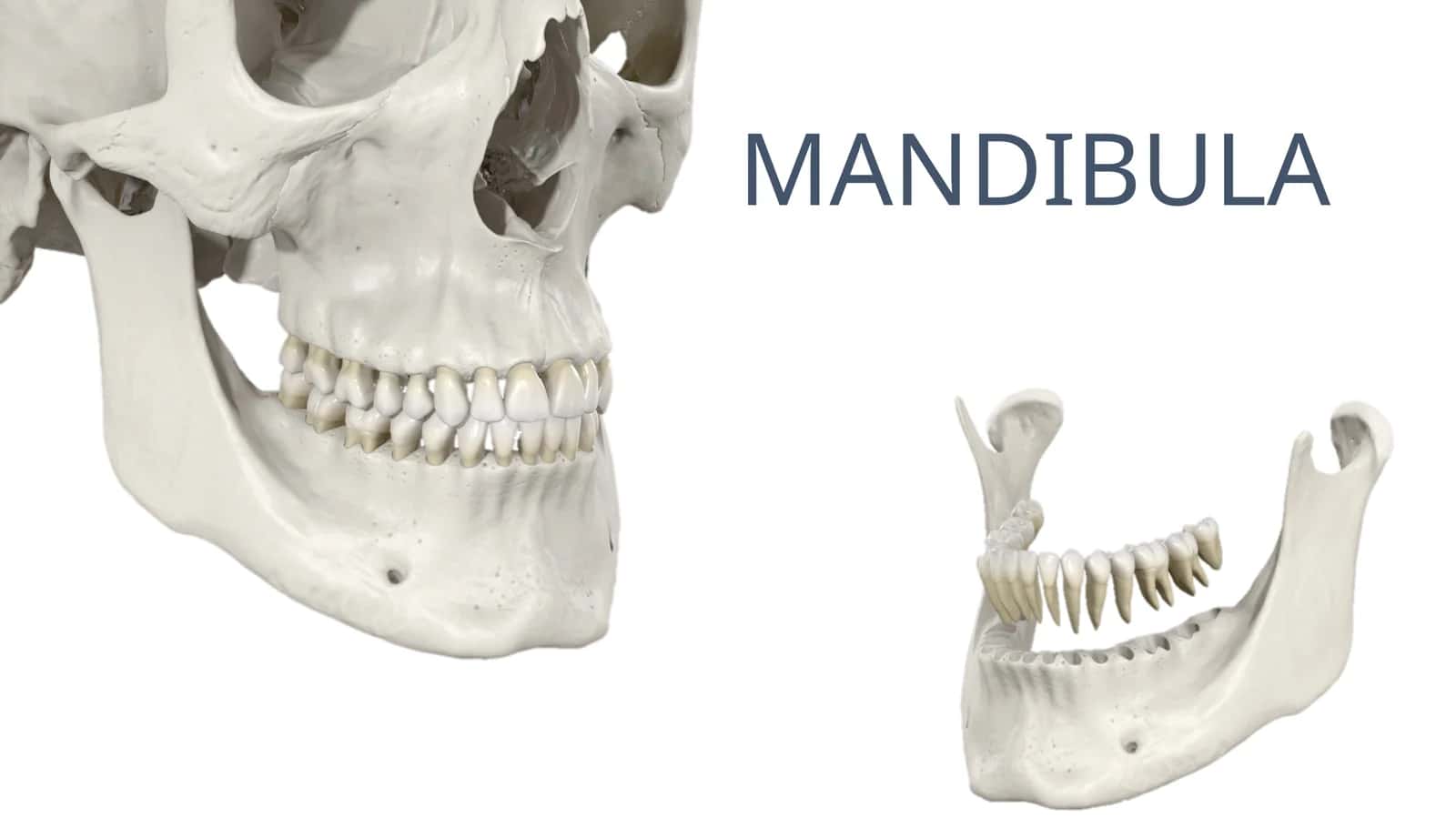 MANDIBULA 1