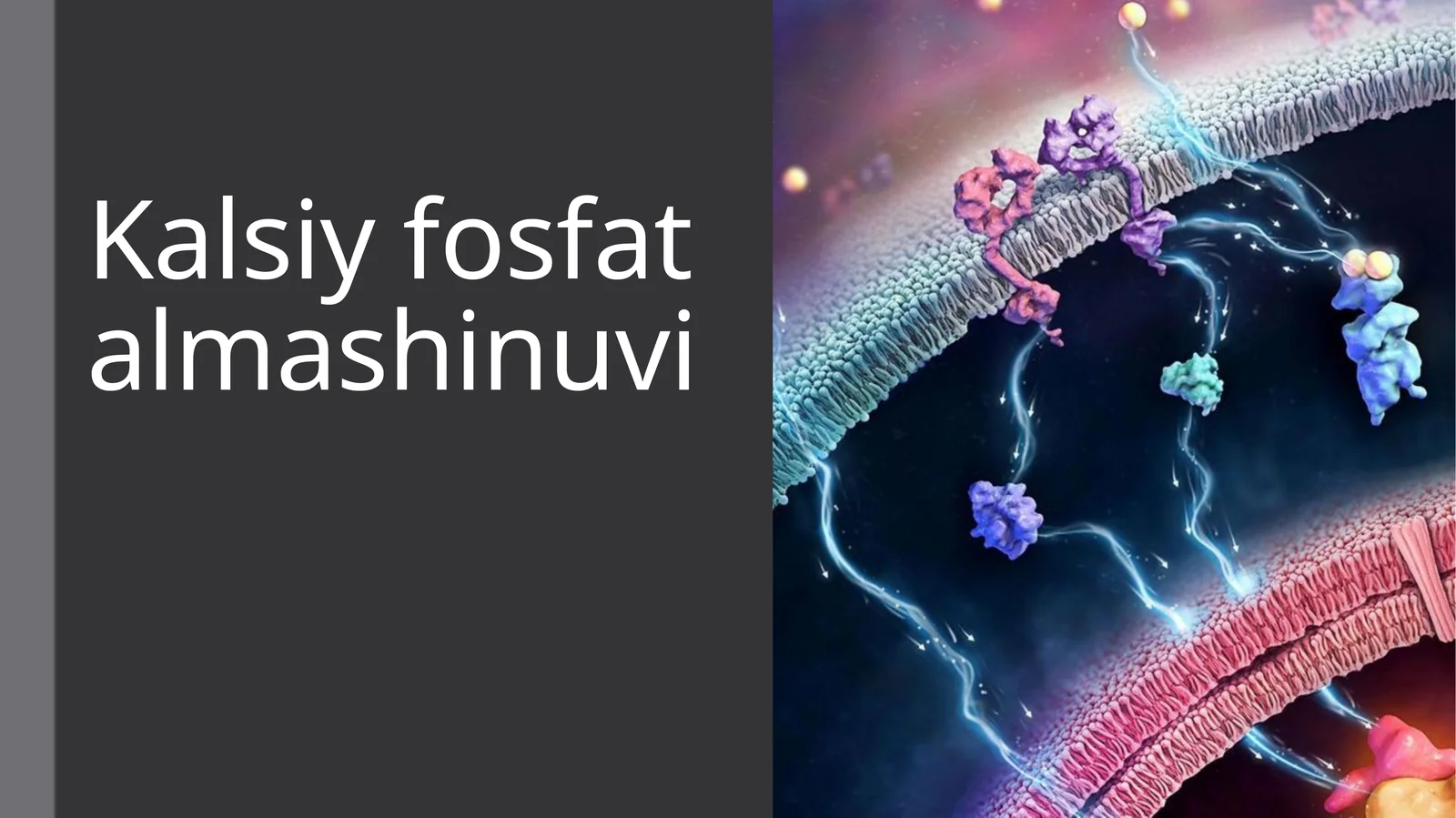 Kalsiy fosfat almashinuvi 1