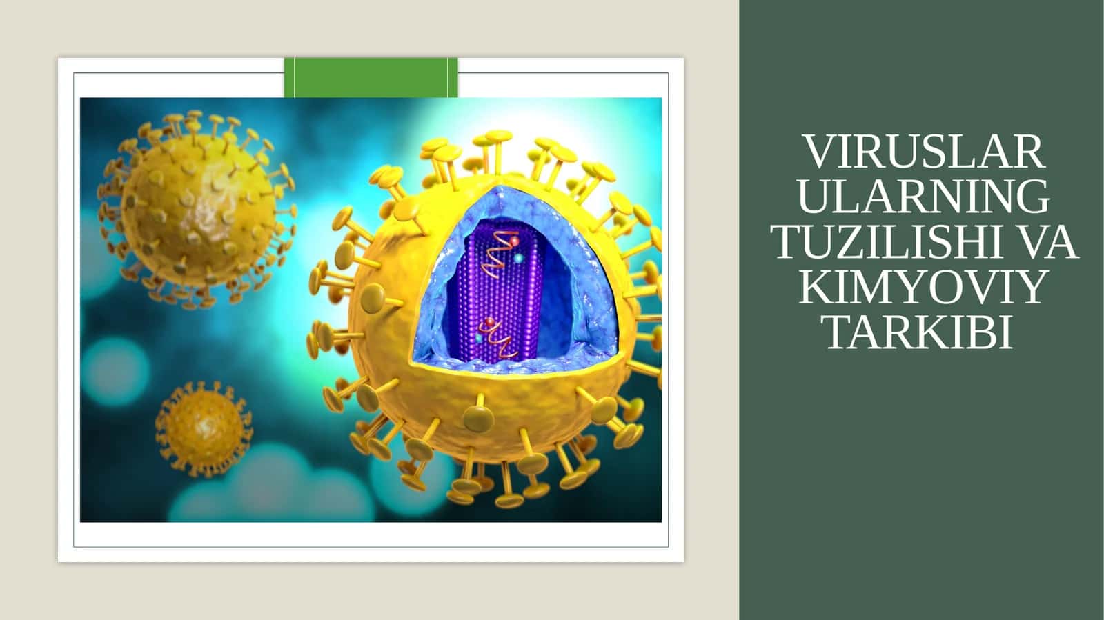 Viruslar ularning tuzilishi va kimyoviy tarkibi 1