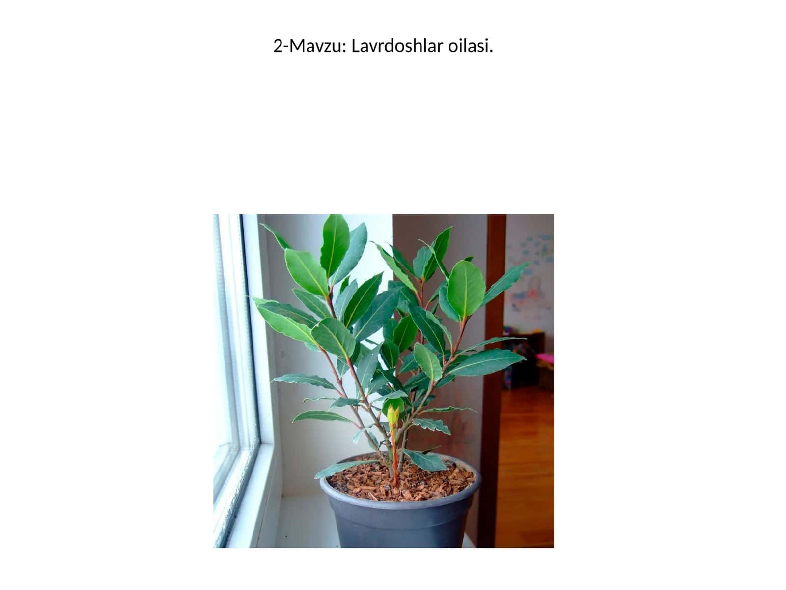 Lavrdoshlar oilasi 1