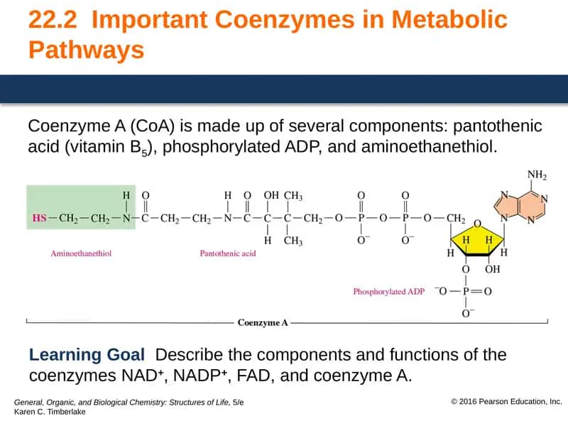Coenzyme A (CoA) 1