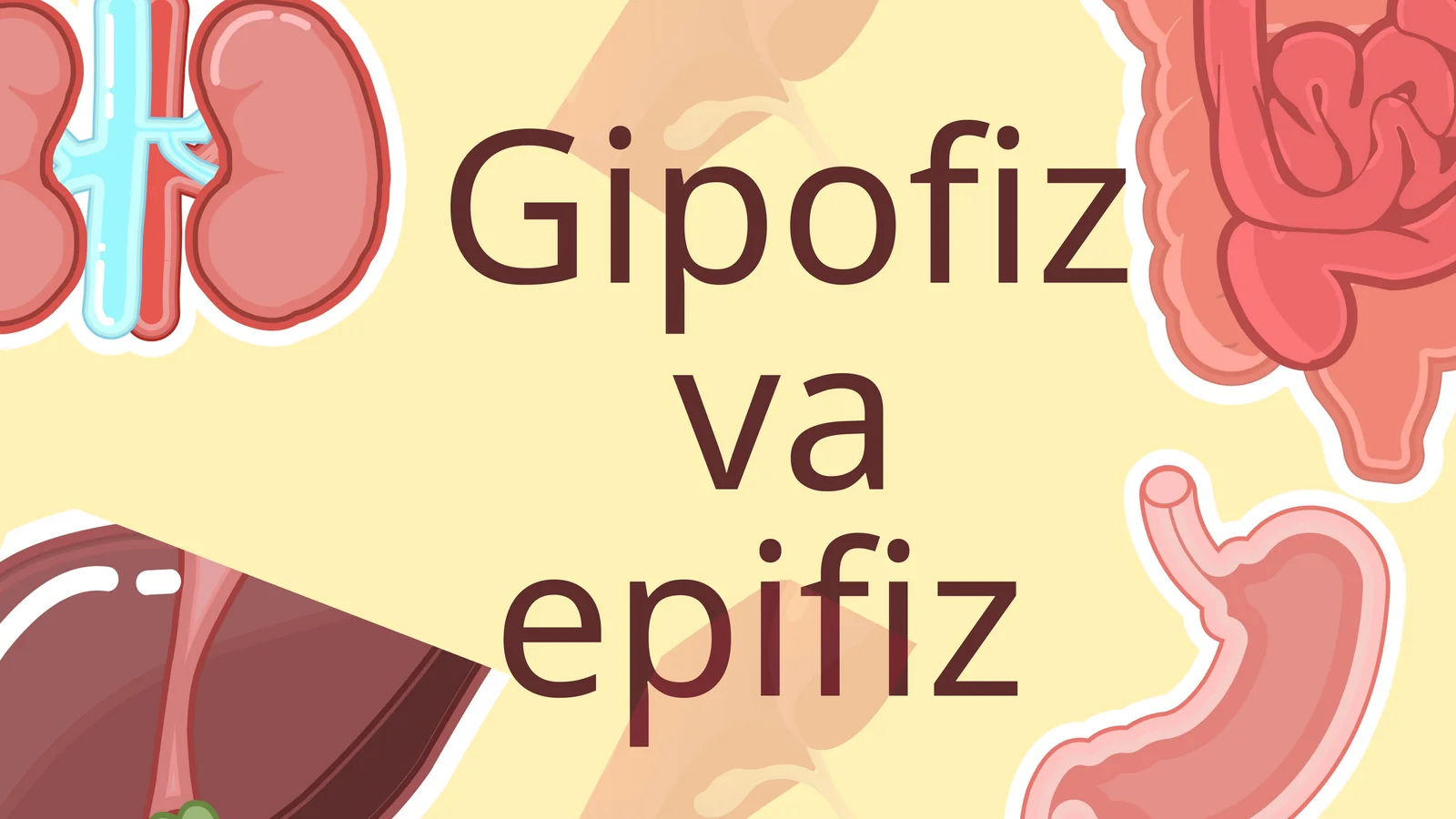 Gipofiz va epifiz 1