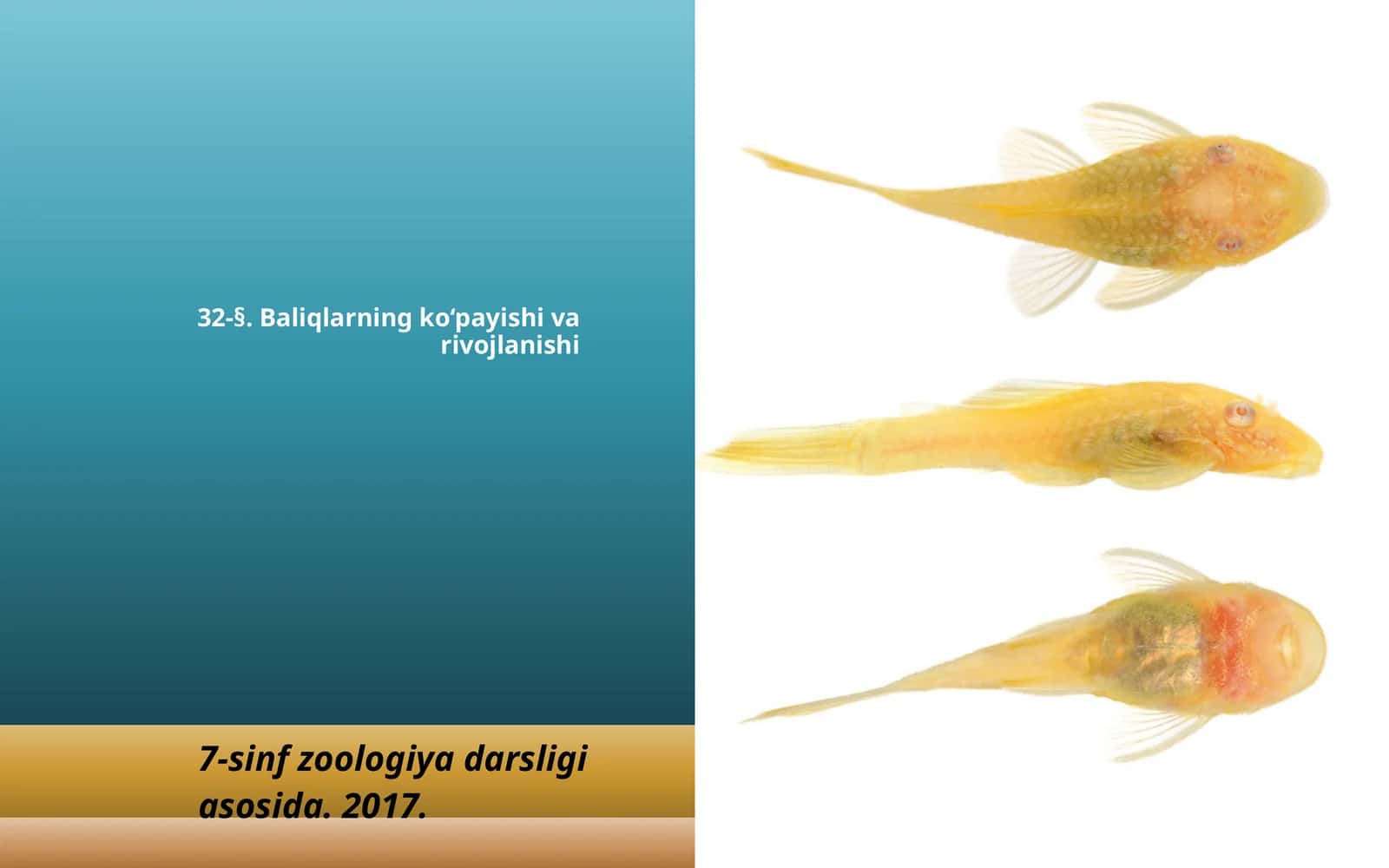 7-sinf Zoologiya 'Baliqlarning ko'payishi va rivojlanishi' ko'rgazma 1