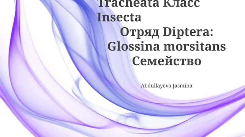 Glossina morsitans 1