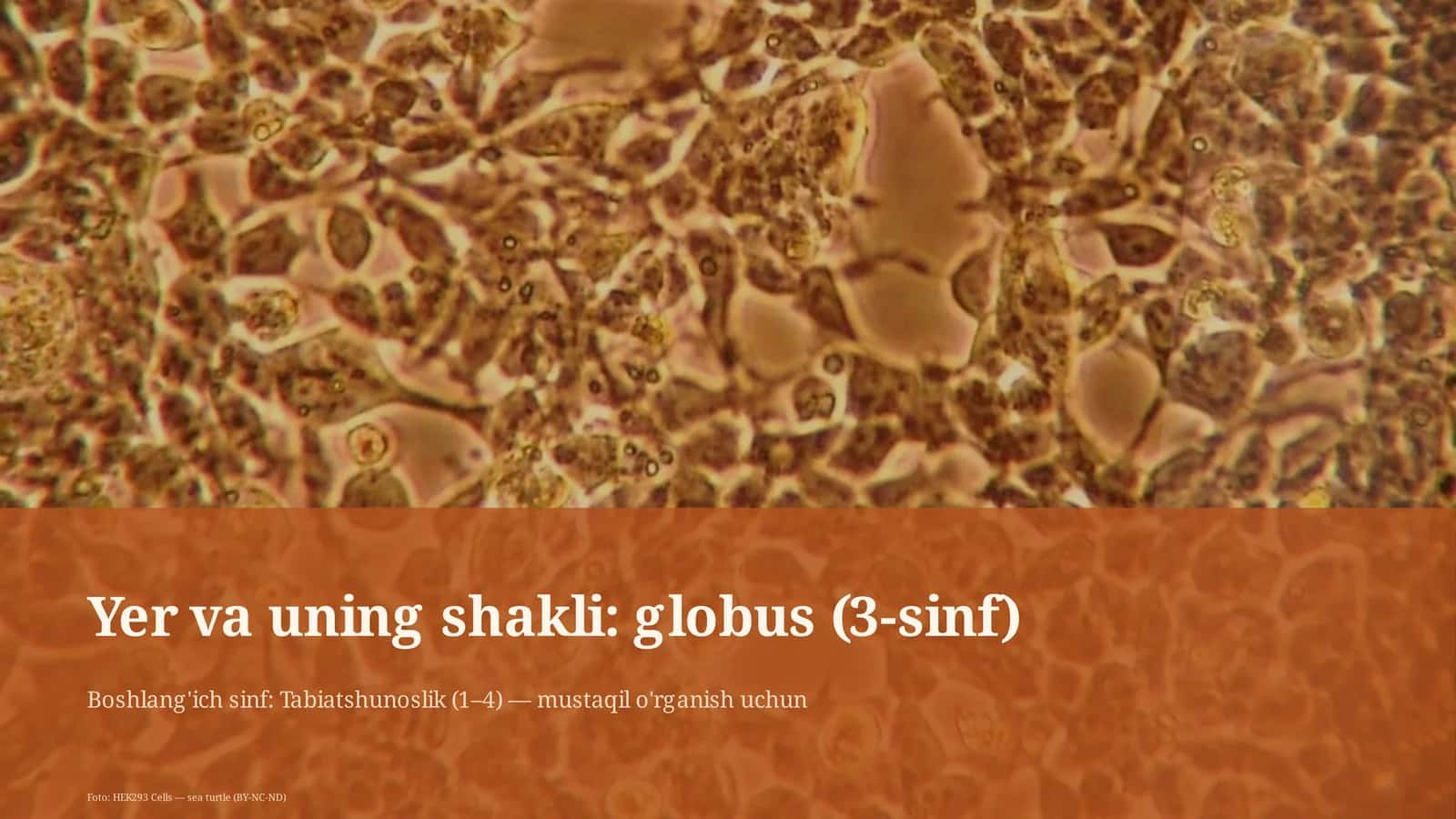 Globus (3-sinf) 1