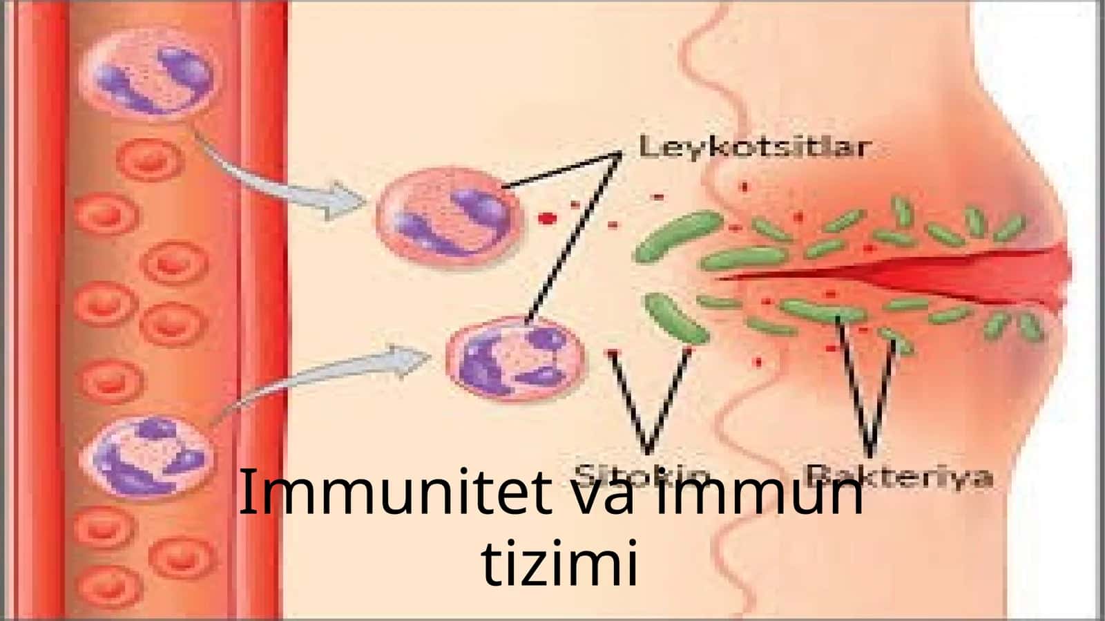 Immunitet va immun tizimi 1