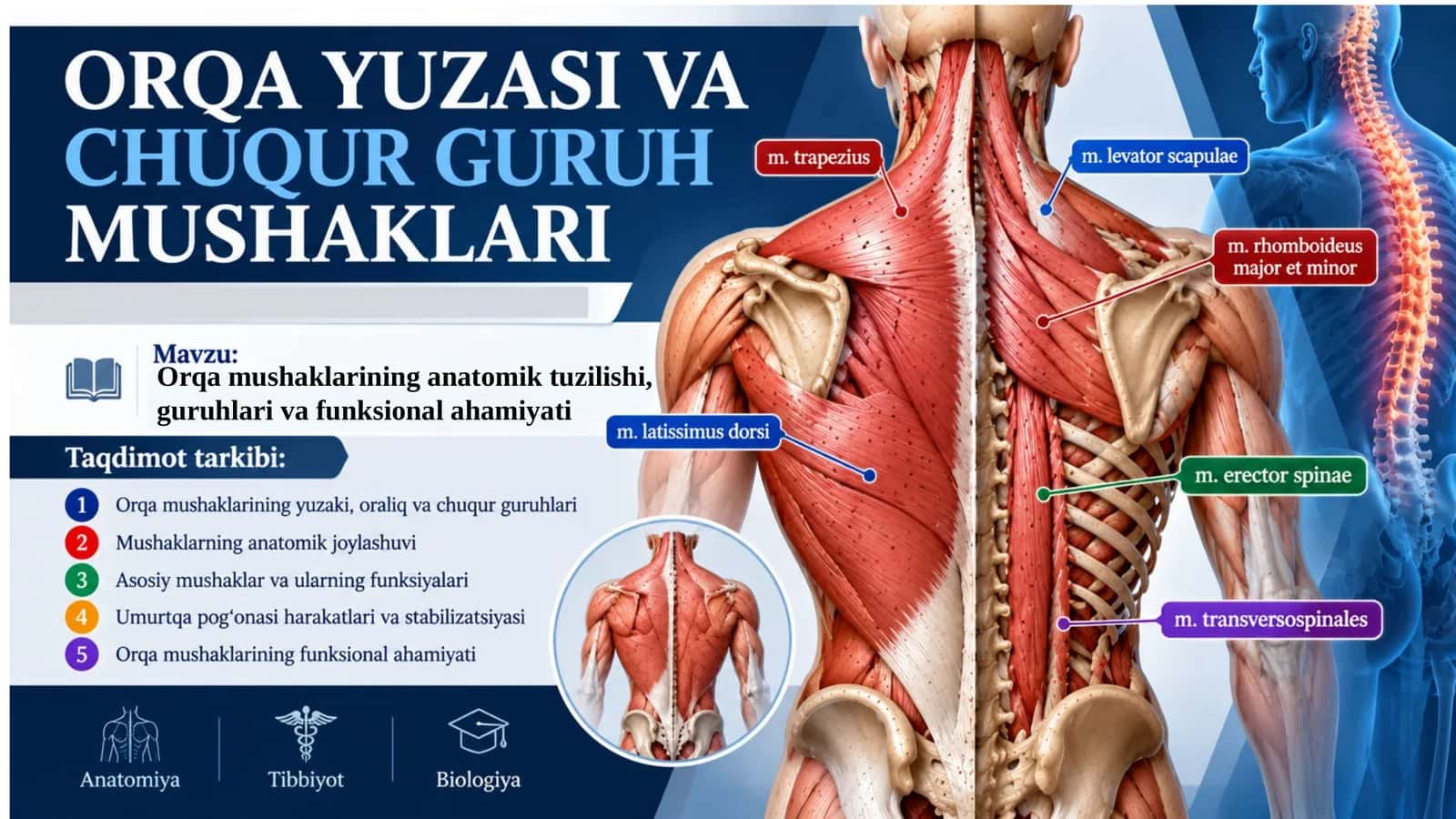 Orqa yuza va chuqur guruh mushaklari.pptx 1