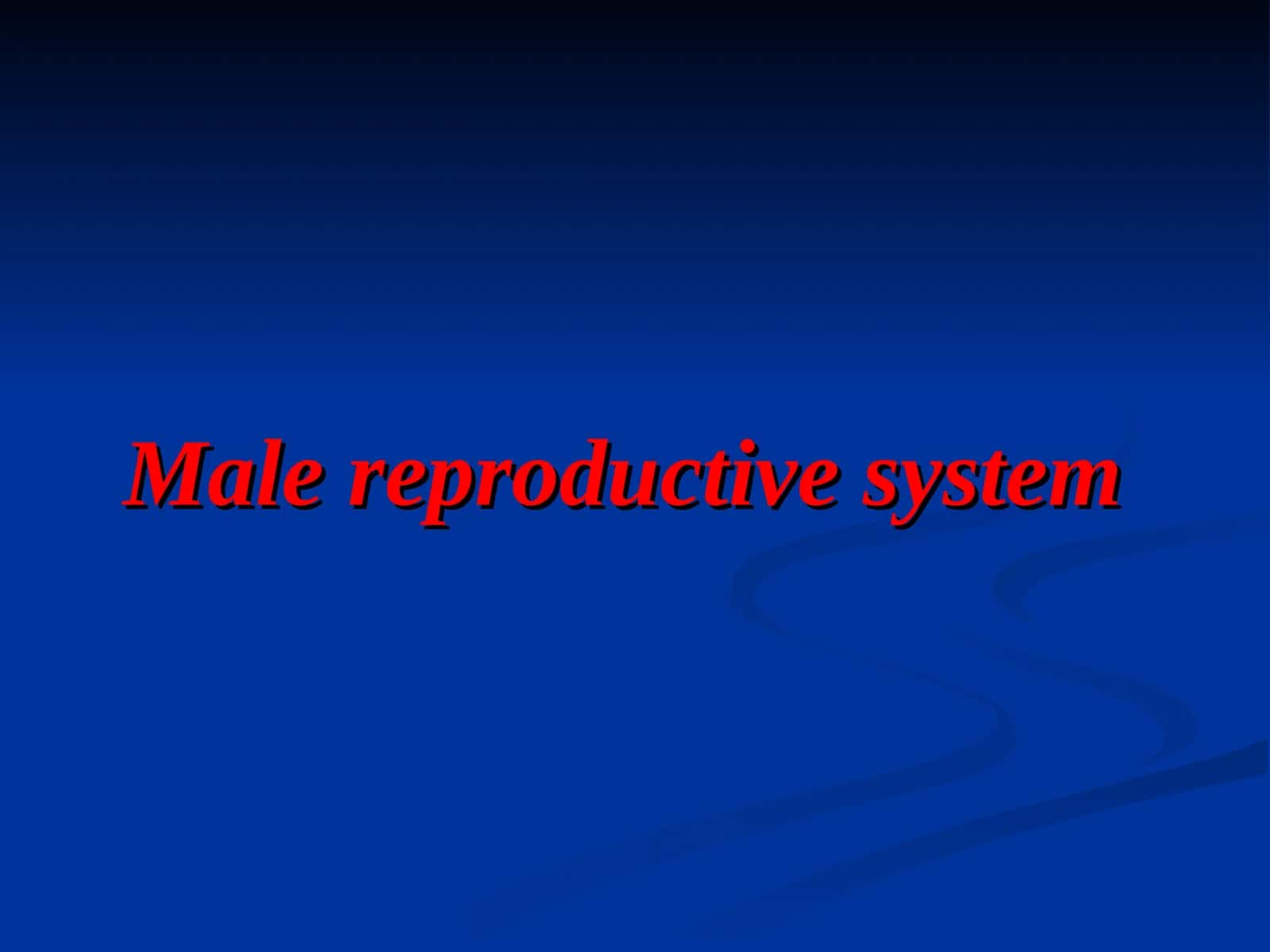 Male reproductive system 1