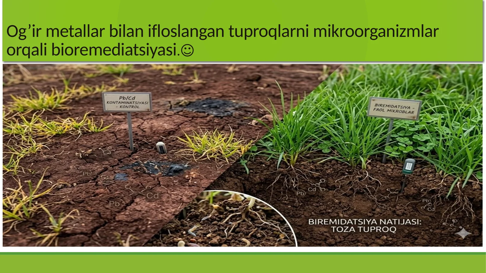 Og’irmetallar bilan ifloslangan tuproqlarni mikroorganizmlar orqali bioremediatsiyasi 1