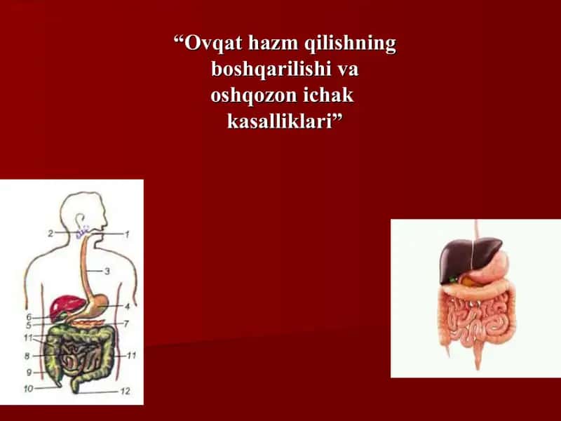 Ovqat hazm qilishning boshqarilishi va oshqozon ichak  kasalliklari 1