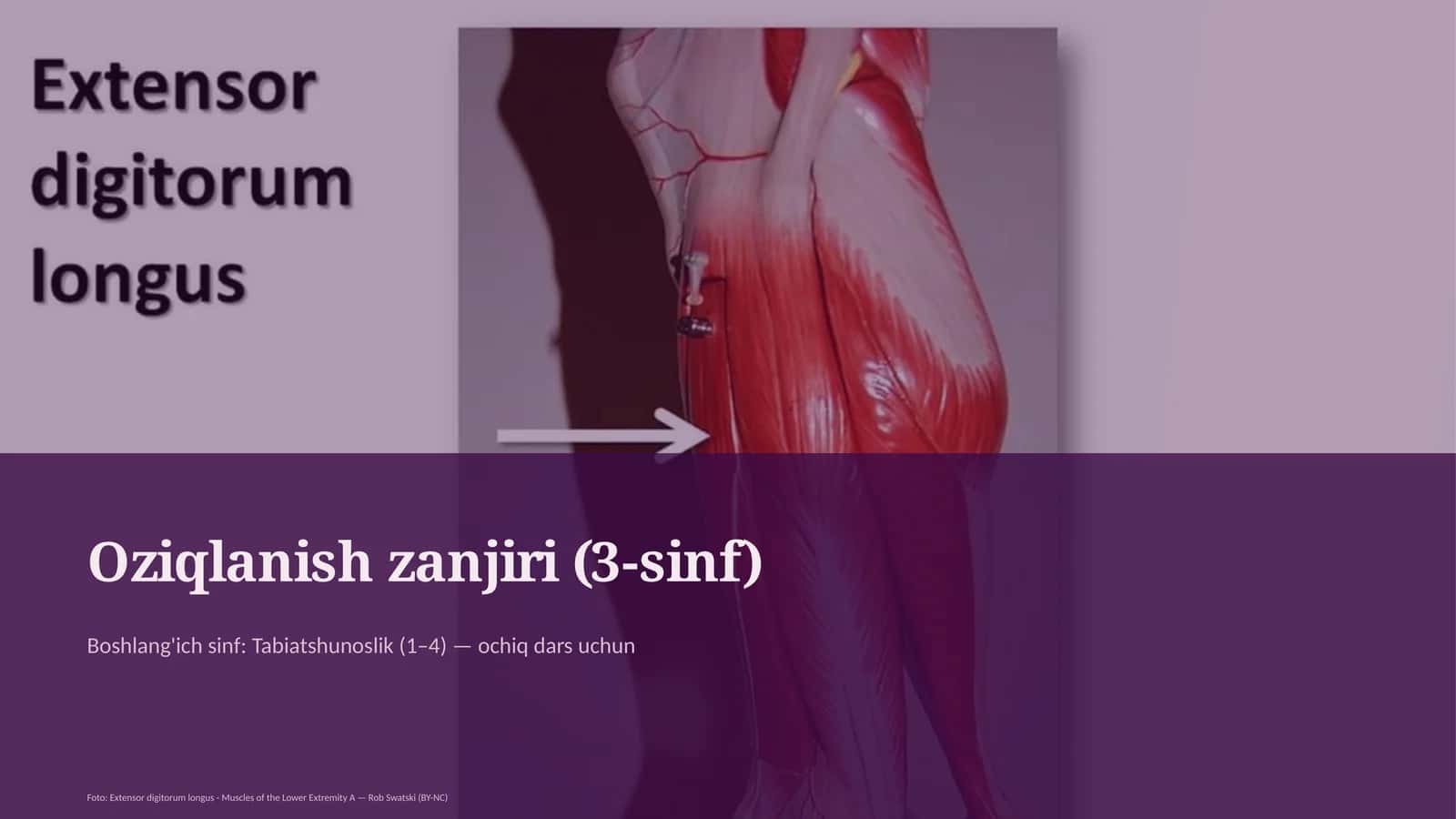 Oziqlanish zanjiri (3-sinf) 1