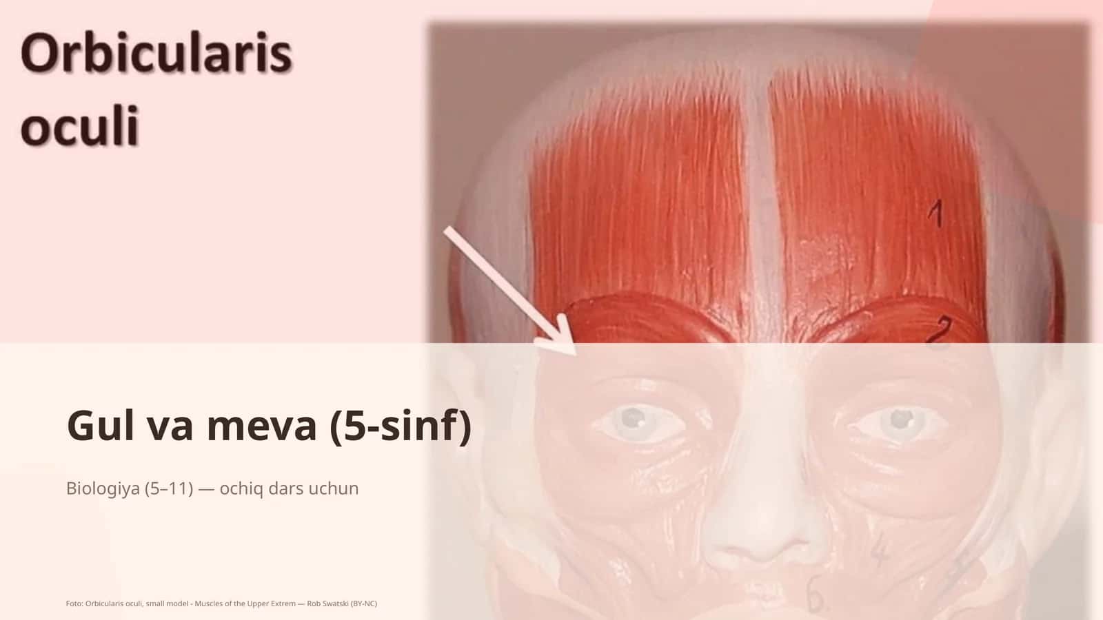 Gul va meva (5-sinf) 1